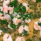 Garnelen-Scampi